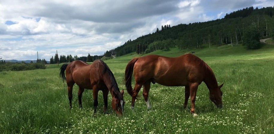 THE FOOTHILLS COUNTY LIFE